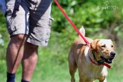 The Best Dog Training Collars that are very safe and reasonably priced
